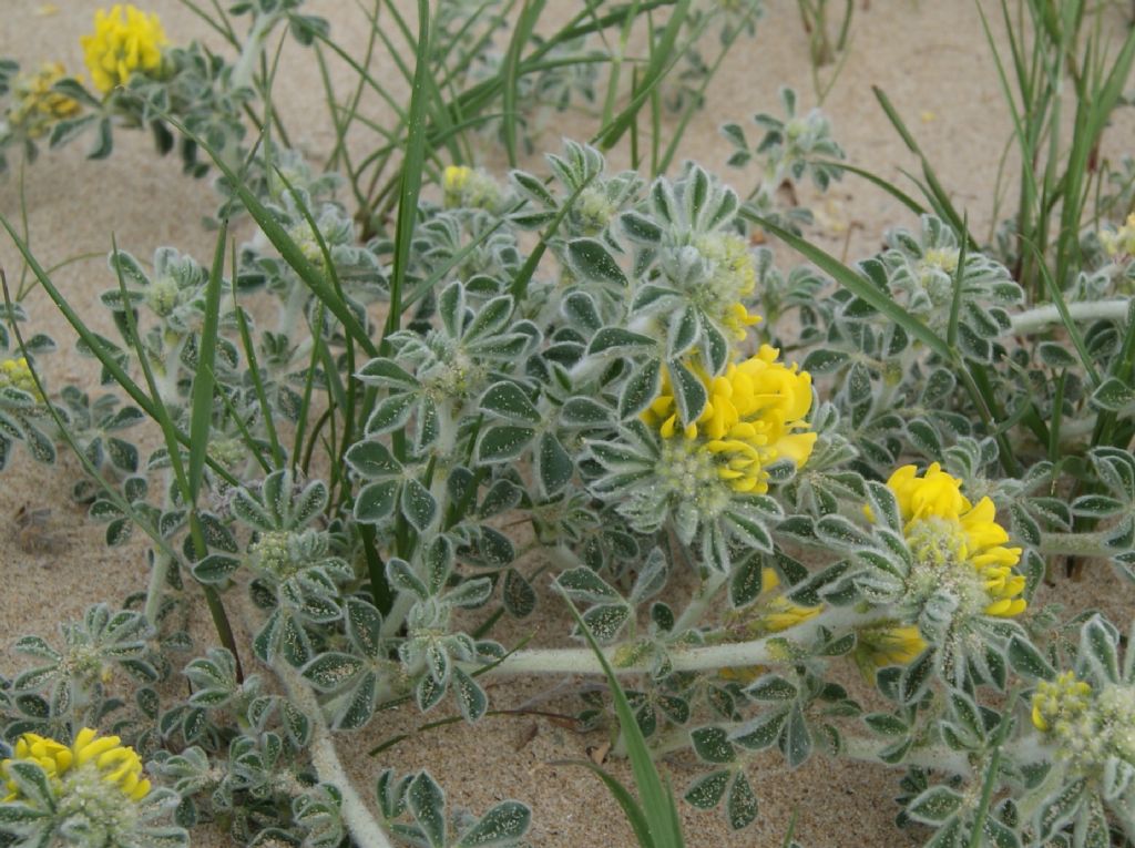 Medicago marina / Erba medica marina